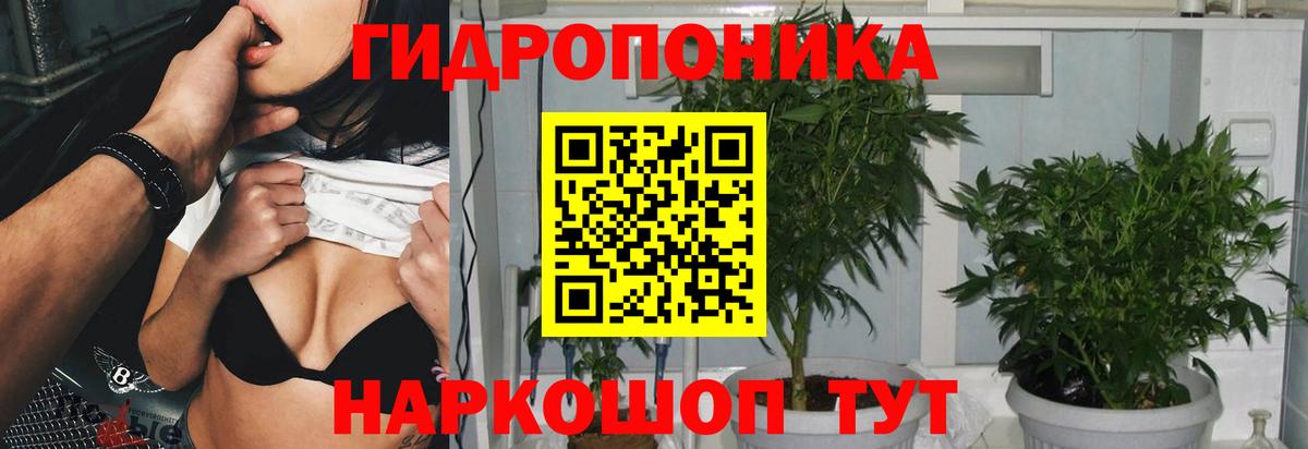 Шишки марихуана марихуана Павловский Посад